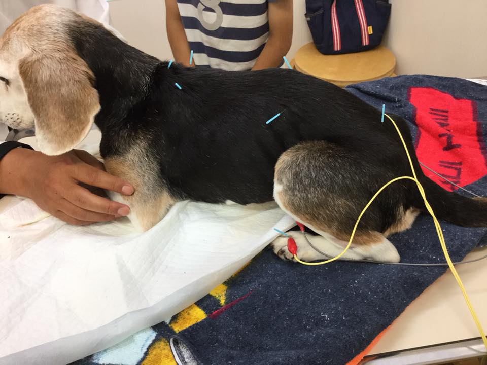 中医学を用いた治療について