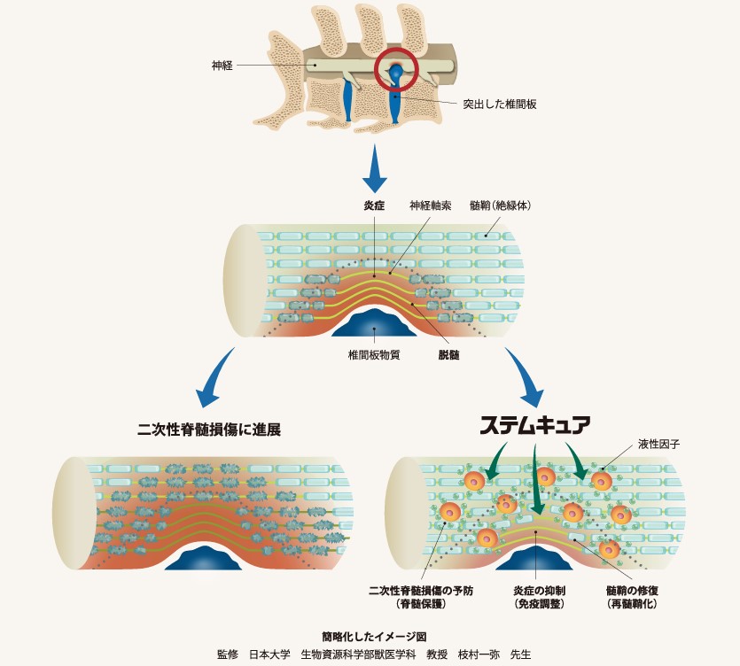 ステムキュア